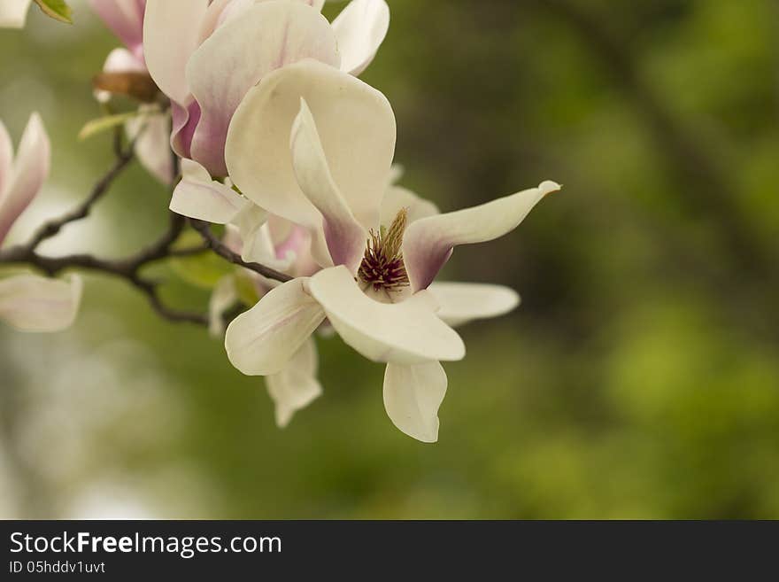 Beautiful White Magnolia Flower