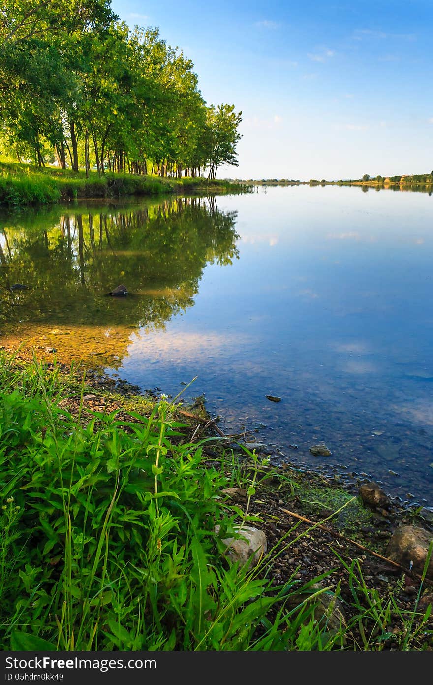 Shore of the lake near the green deciduous forest in summer