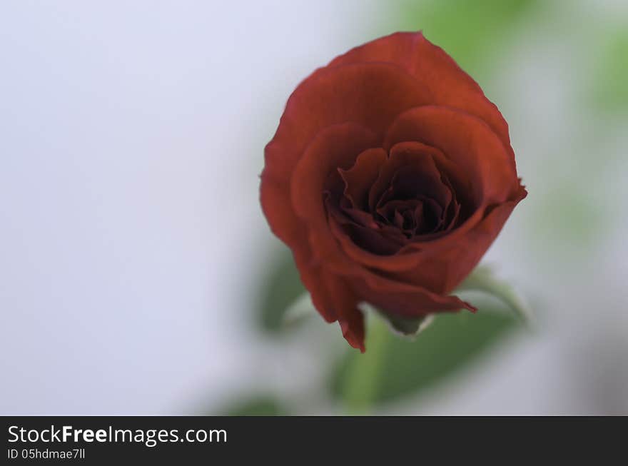 One rose with green background