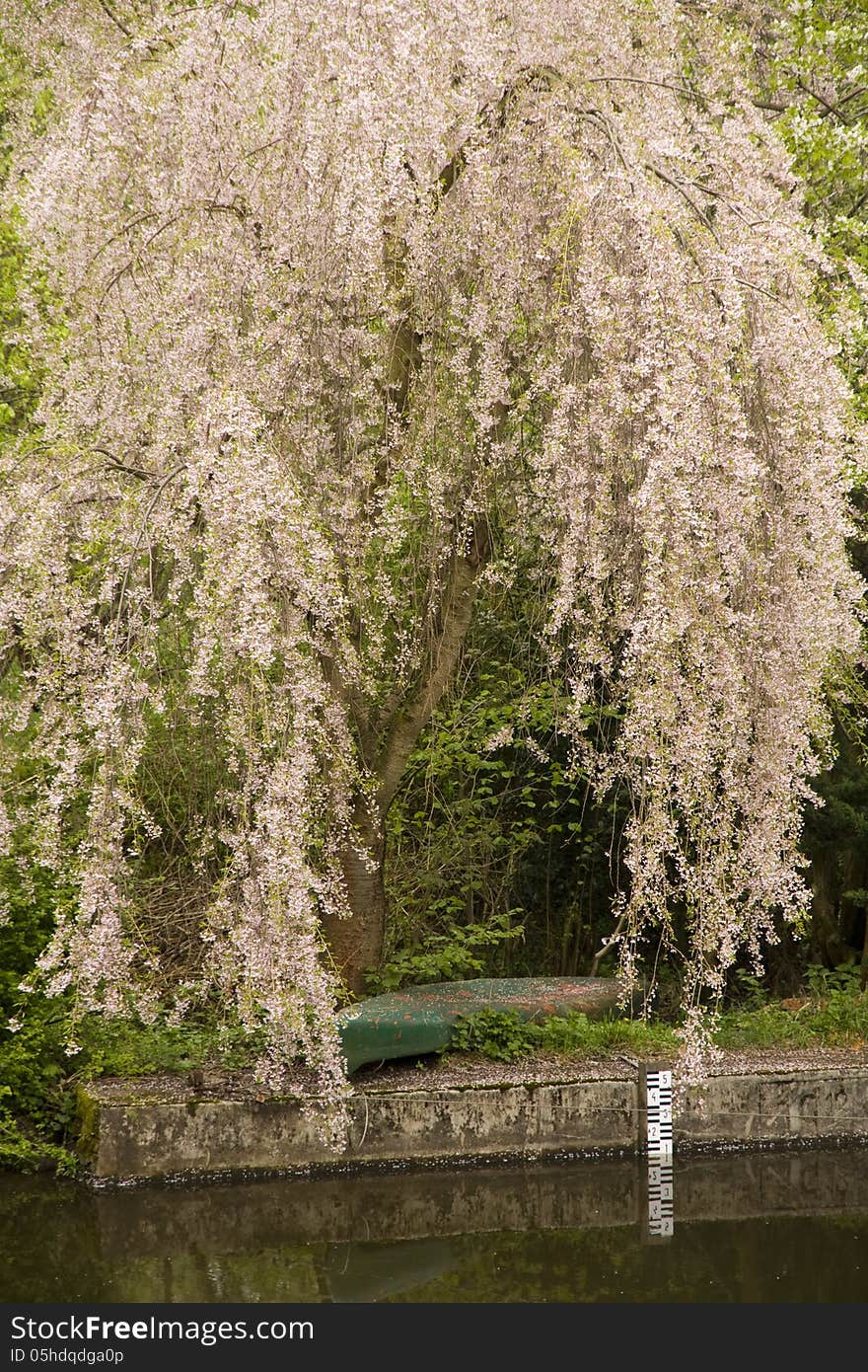 Graduated scale in the river under the trees in bloom. Graduated scale in the river under the trees in bloom