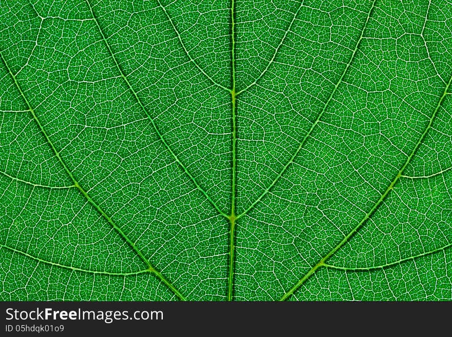 Fragment of green leaf. Extreme macro