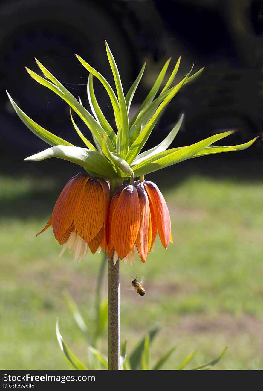 Fritillaria imperialis.