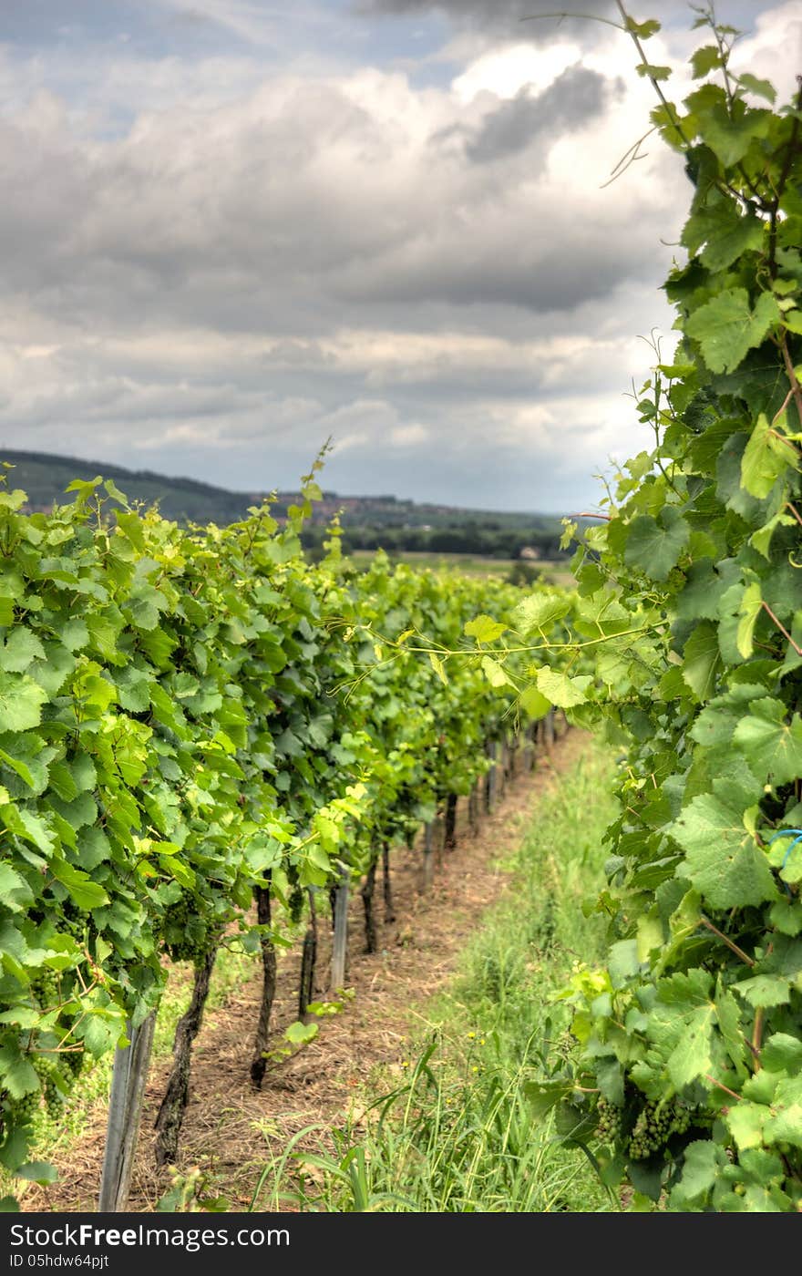 Alsace Landscape And Vinewyard