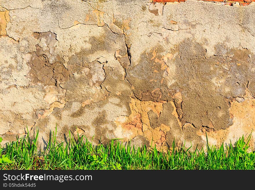 Green grass on a background scratched and cracked wall. Green grass on a background scratched and cracked wall