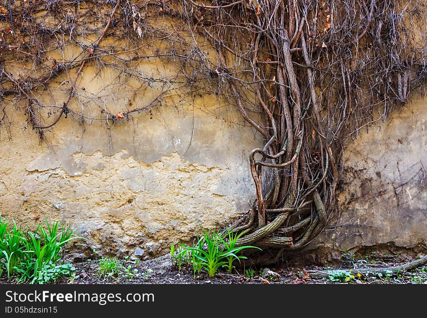 Young green sprouts next to the dried vine on background cracked wall. Young green sprouts next to the dried vine on background cracked wall