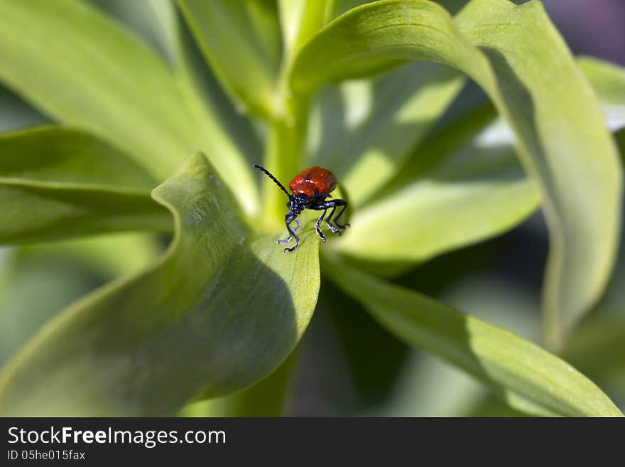 Red beetle.