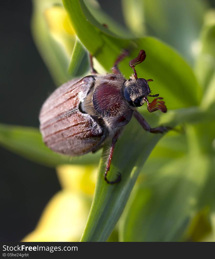 The may beetle &x28;Melolontha&x29;.