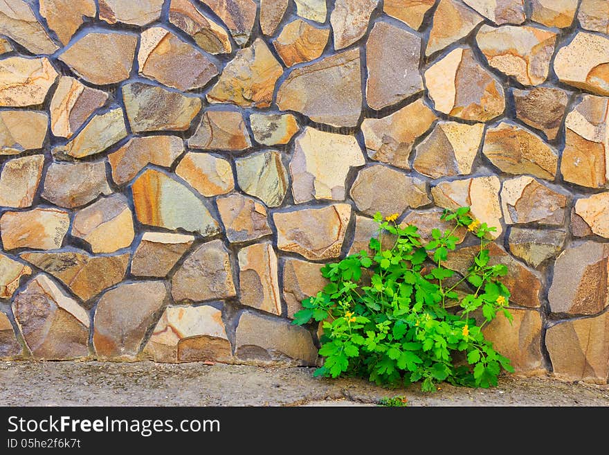 Celandine plant and stone wall