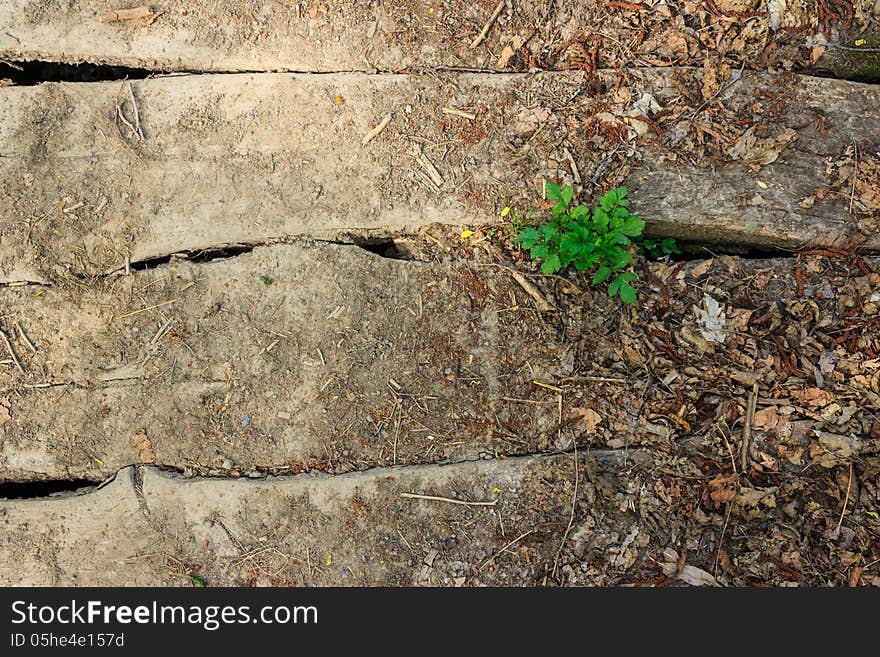 Green Tree Through Old Planks