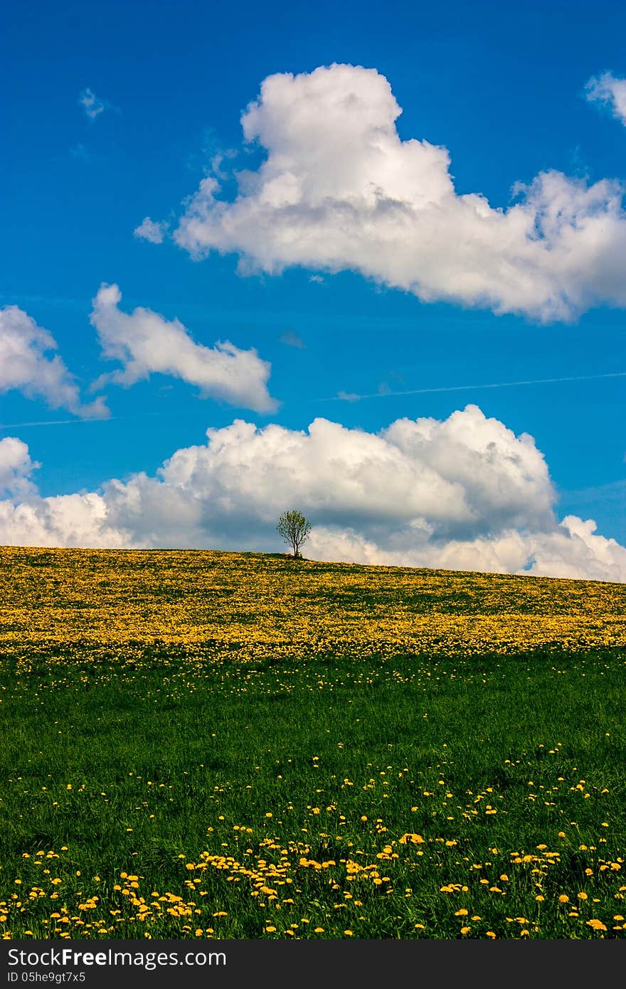 Colorful landscape with dandelion meadow and one single tree.