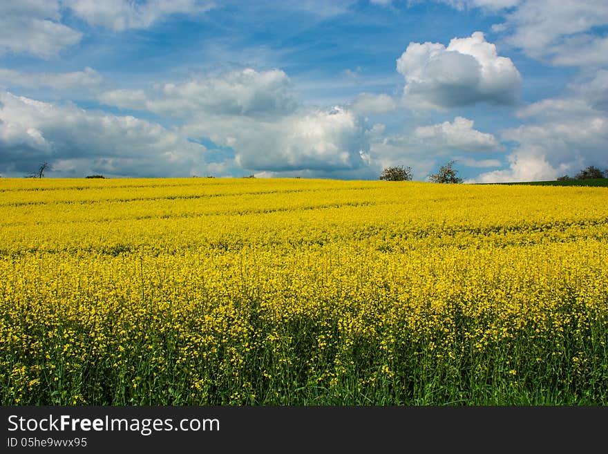 Canola Field