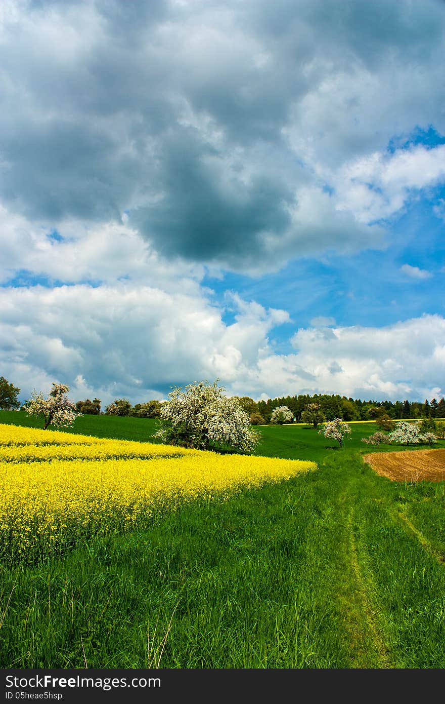 Vibrant canola field/rape field with field road in colorful landscape.