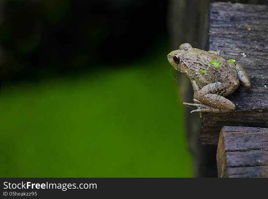 Frog on the wooden bridge. Frog on the wooden bridge