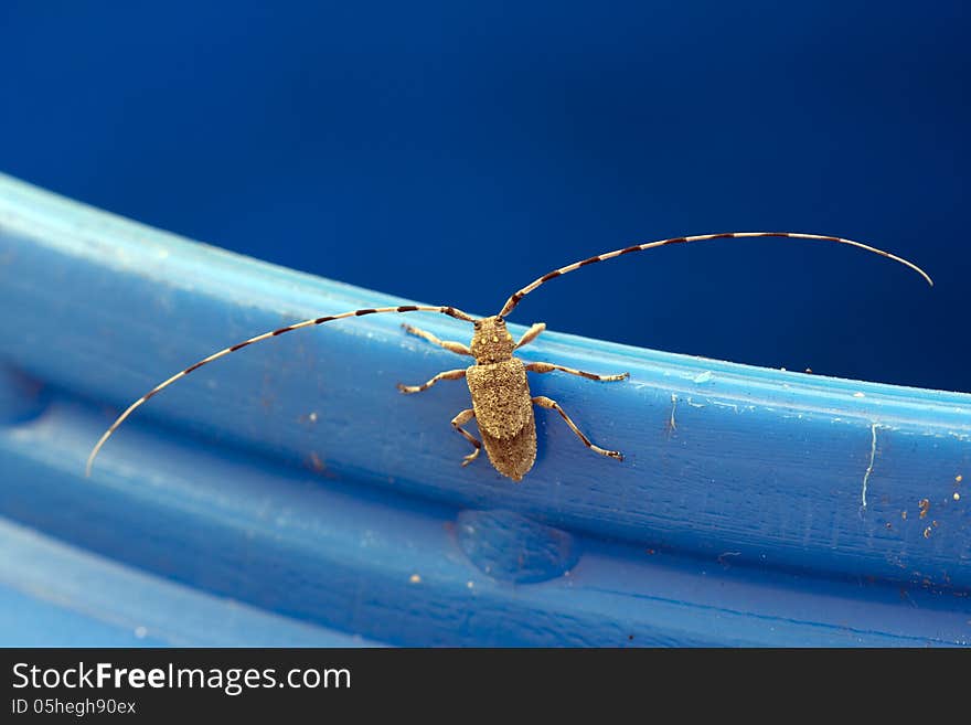 Moustached beetle Kreacher aspen. Moustached beetle Kreacher aspen.