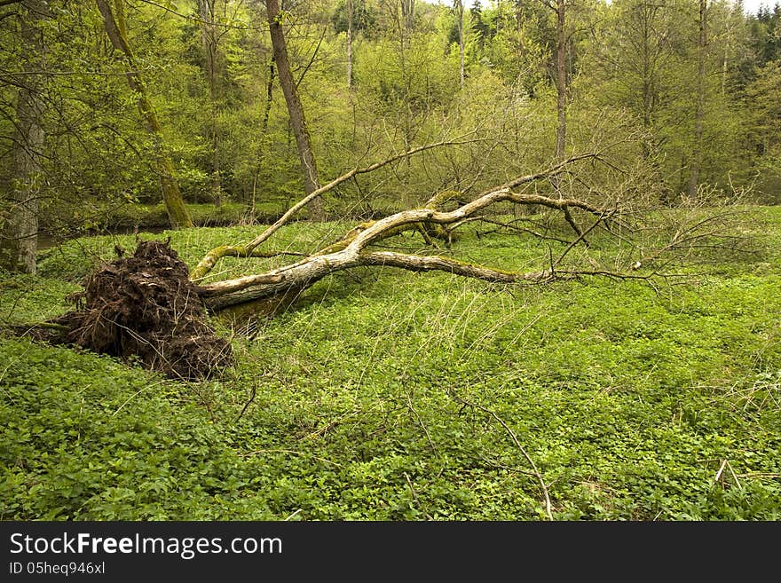 Dead fallen tree with the root of the green undergrowth