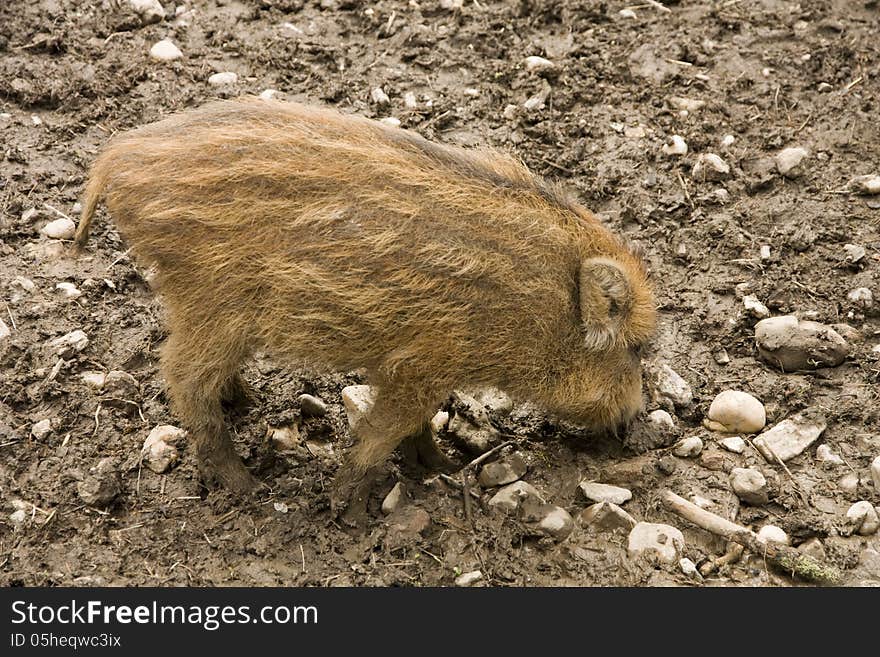 Young wild boar digging in the mud. Young wild boar digging in the mud