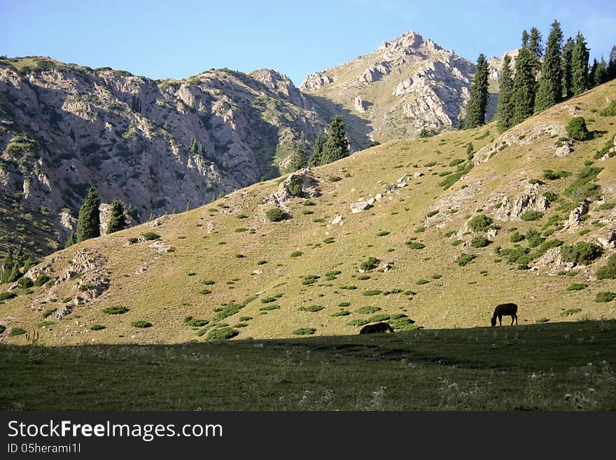 The horses on a background of a mountain landscape. The horses on a background of a mountain landscape.