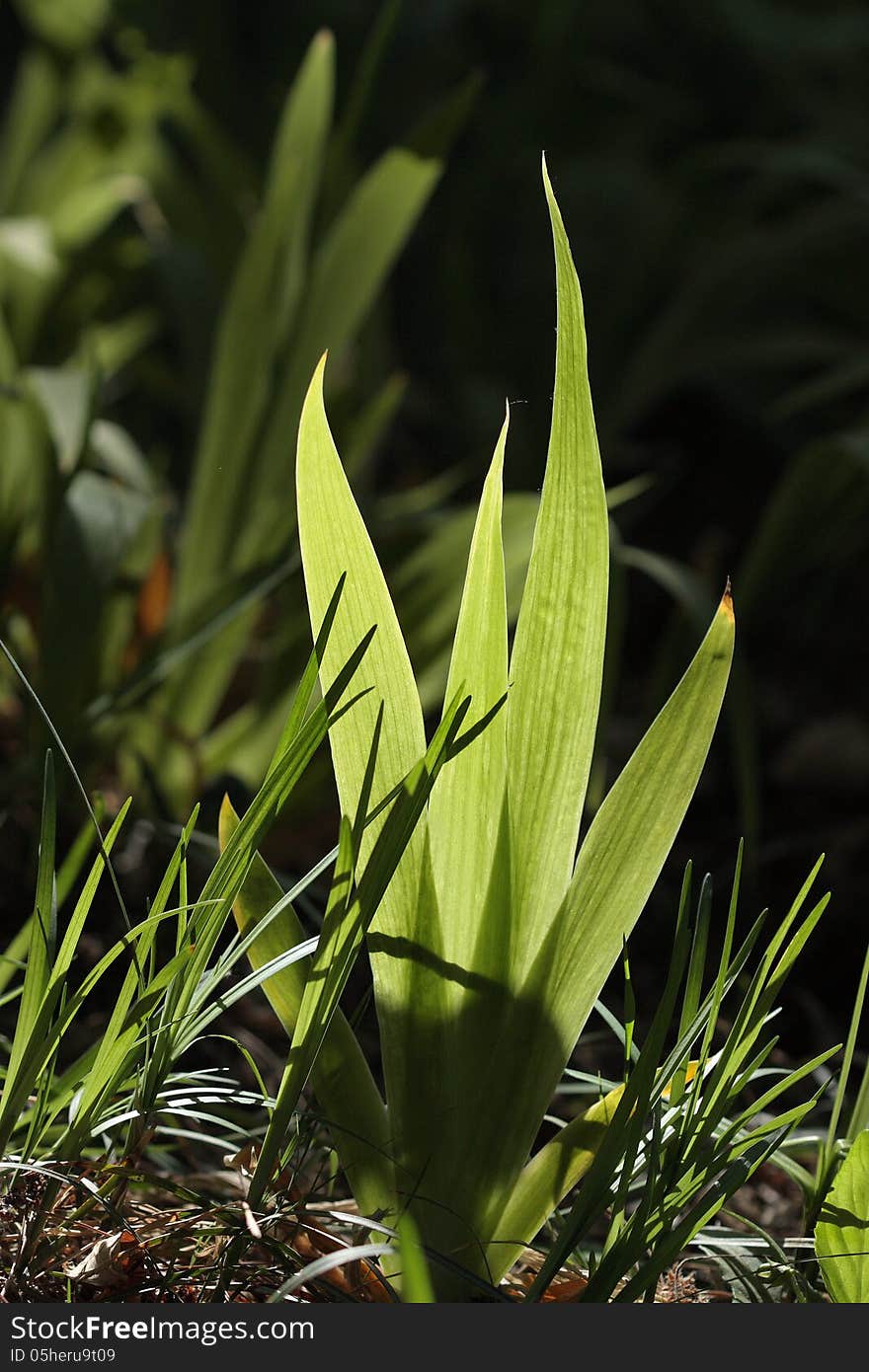 Green leaf in backlighting which look crystal clear