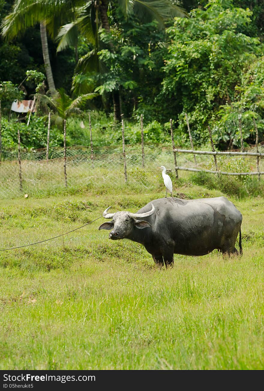 Bird On Buffalo In Rice Field At Phuket Island, Thailand