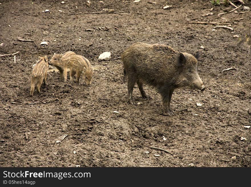 Mom and small wild pigs in muddy field. Mom and small wild pigs in muddy field