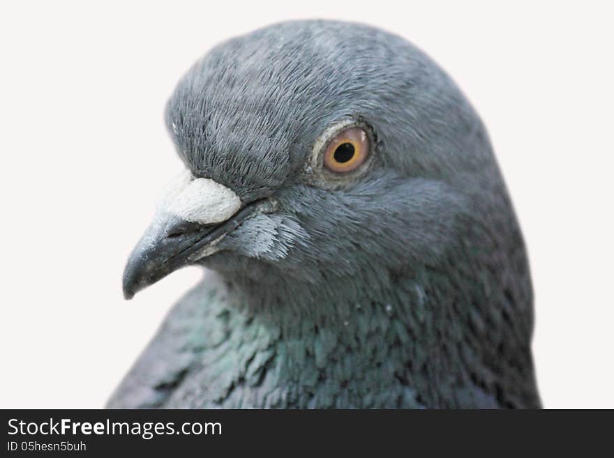 Pigeon (Columba livia) other names are feral or domestic pigeon. Pigeon (Columba livia) other names are feral or domestic pigeon