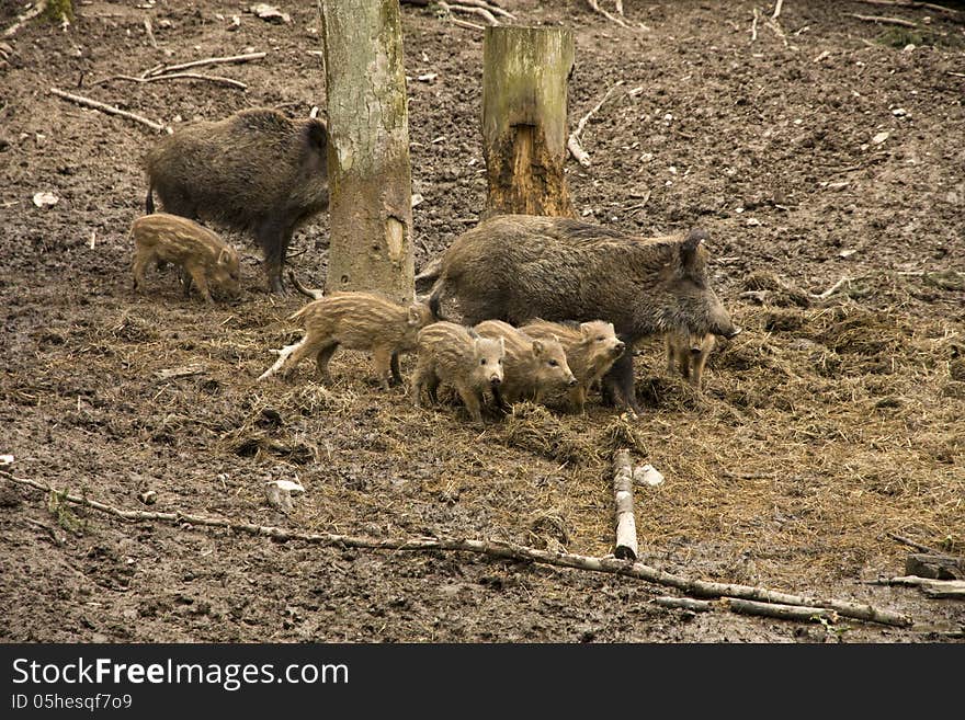 Two females with young wild pigs. Two females with young wild pigs