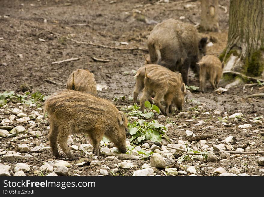 Family of wild pigs grazing in the forest. Family of wild pigs grazing in the forest