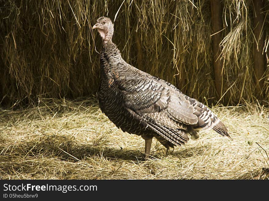 Turkey standing on the side of the hay