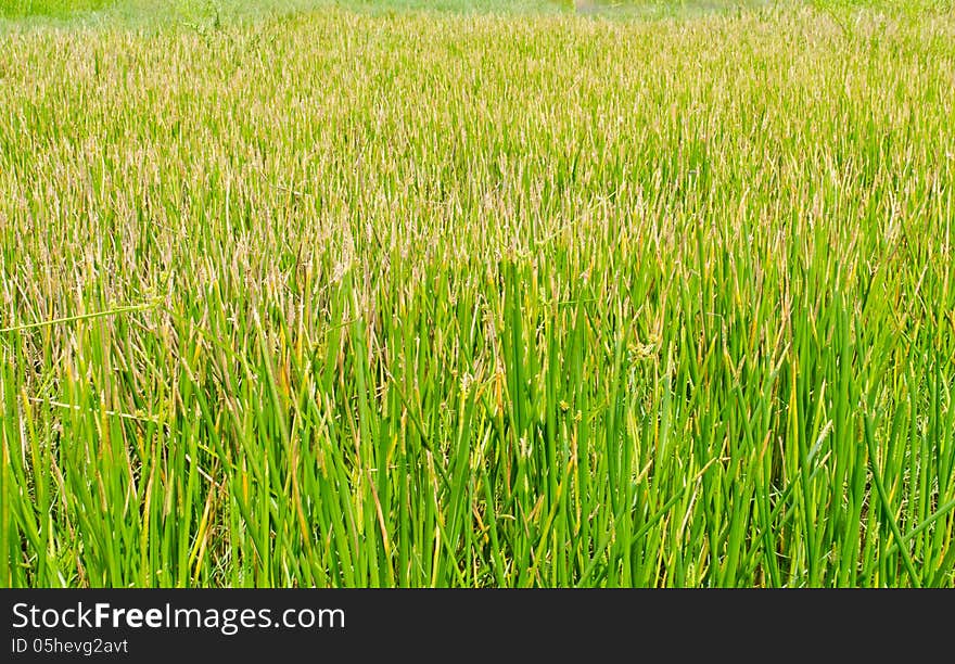 Green Grass Background Or Texture