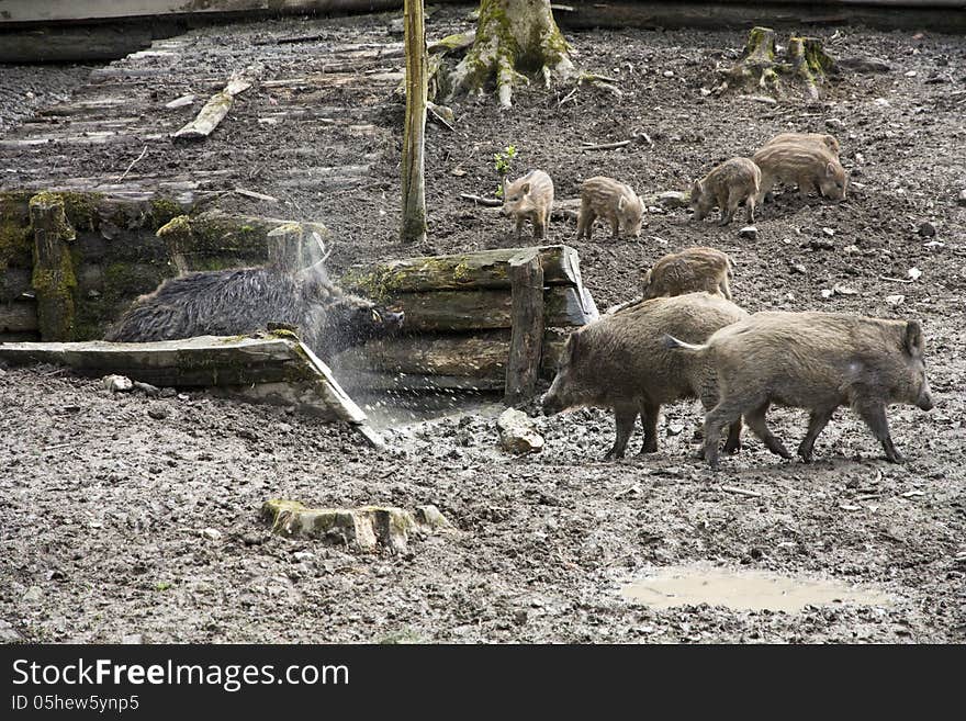 Herd of wild pigs, adult boar bathing. Herd of wild pigs, adult boar bathing