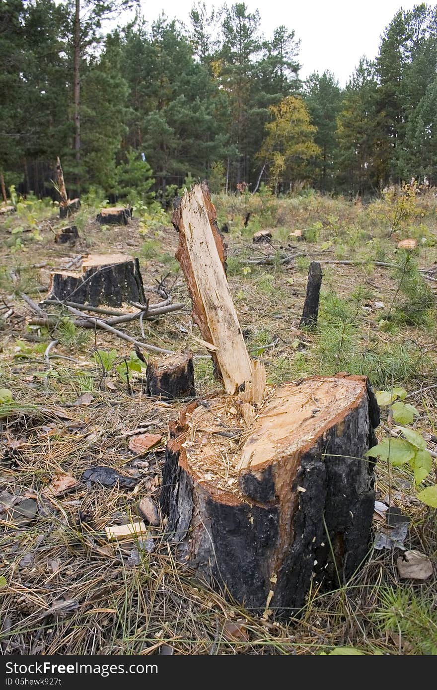 A forest with the trees cut down.