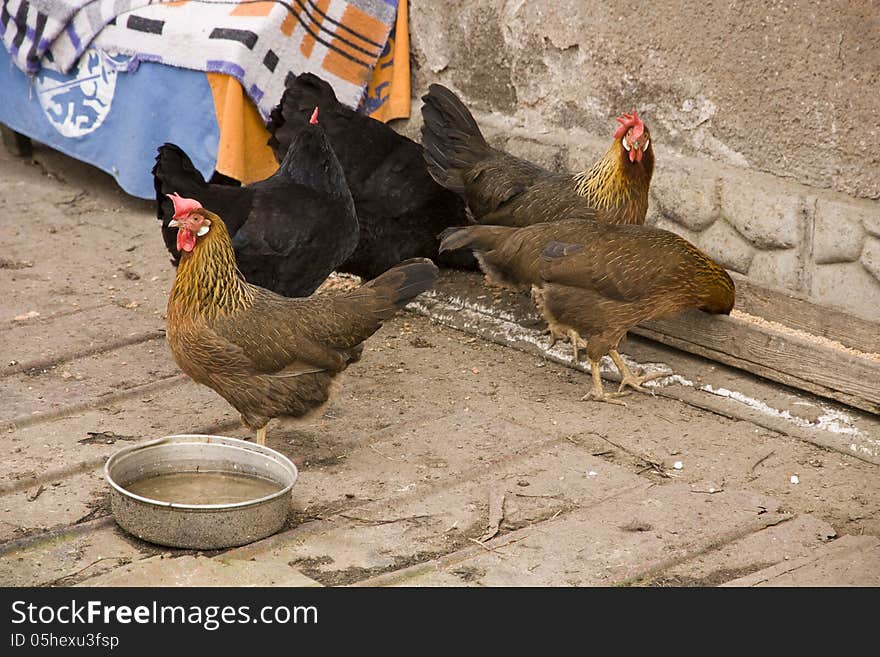 A flock of hens per yard with a bowl of water