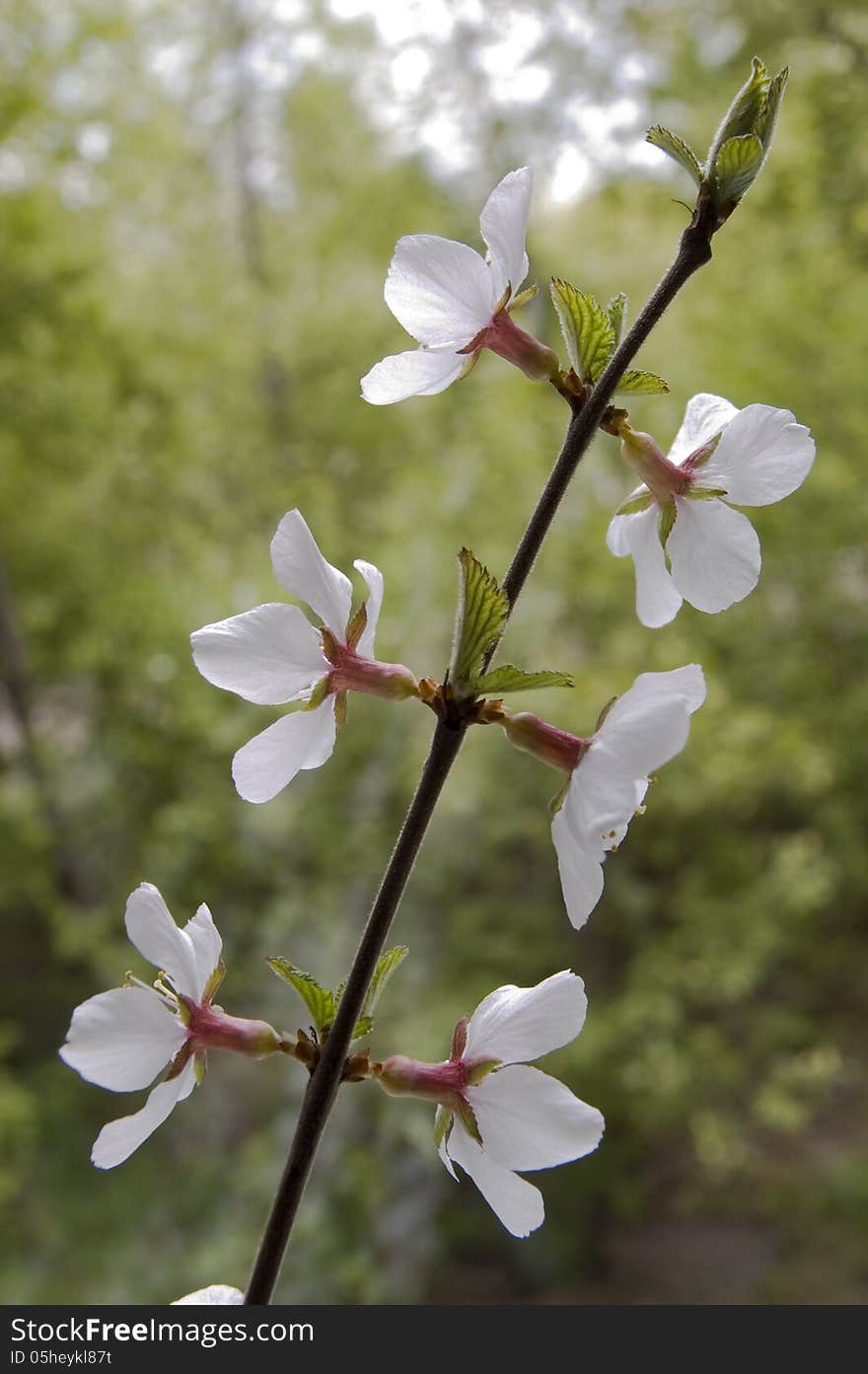 A branch with white flowers and green leaves. A branch with white flowers and green leaves.