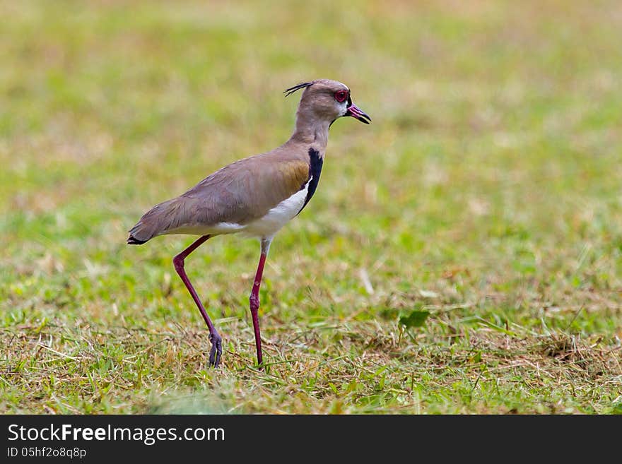 Southern Lapwing On A Stroll