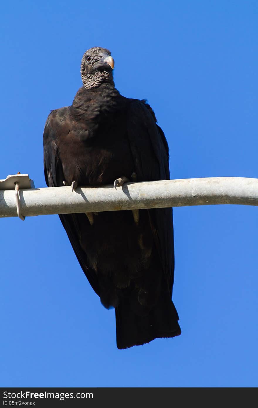 Black Vulture on a lamppost