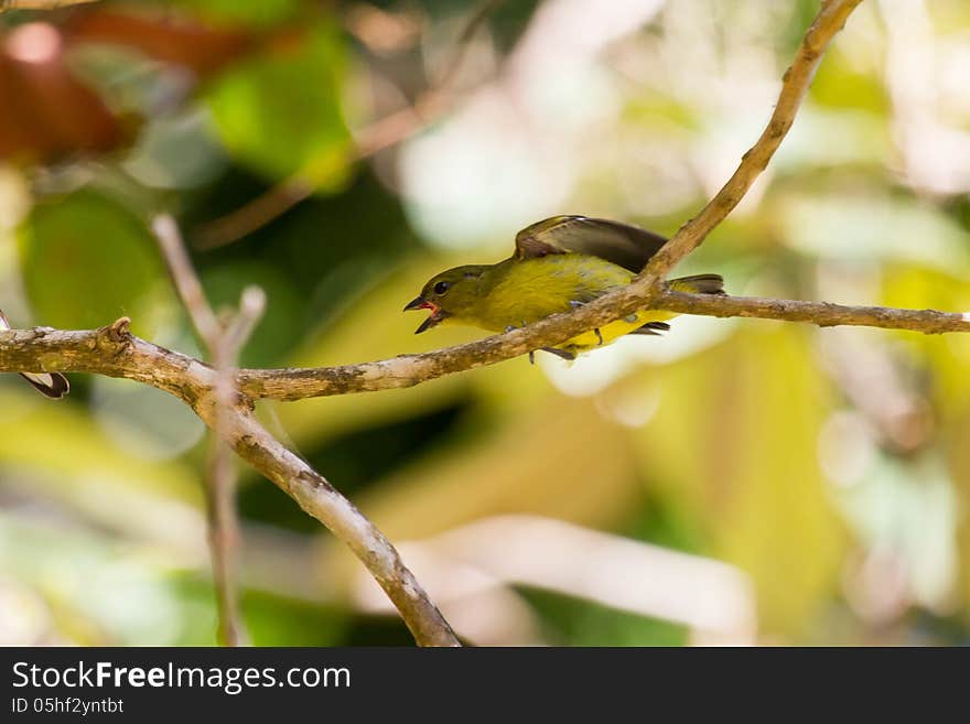 Female Spot crowned Eufonia crying out at her male companion