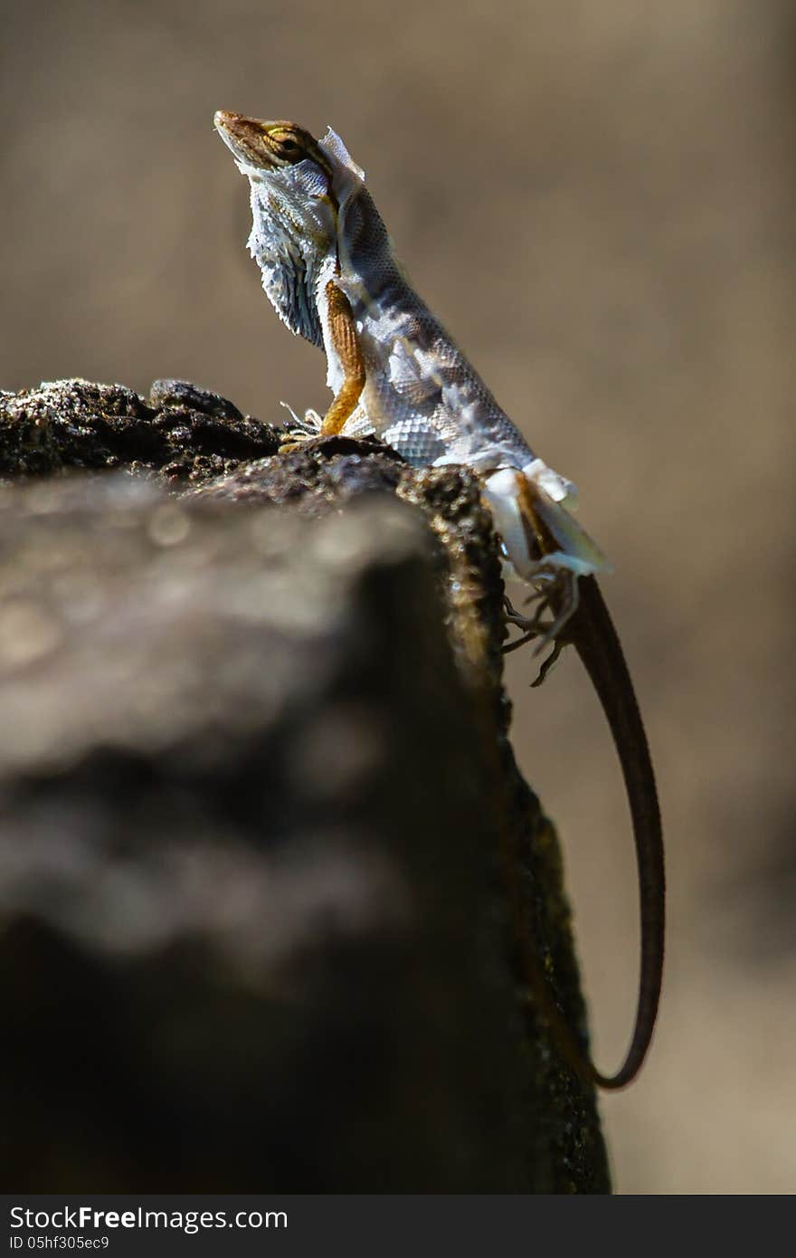 Brown Anole sunbathing on a rock while shredding his old skin. Brown Anole sunbathing on a rock while shredding his old skin