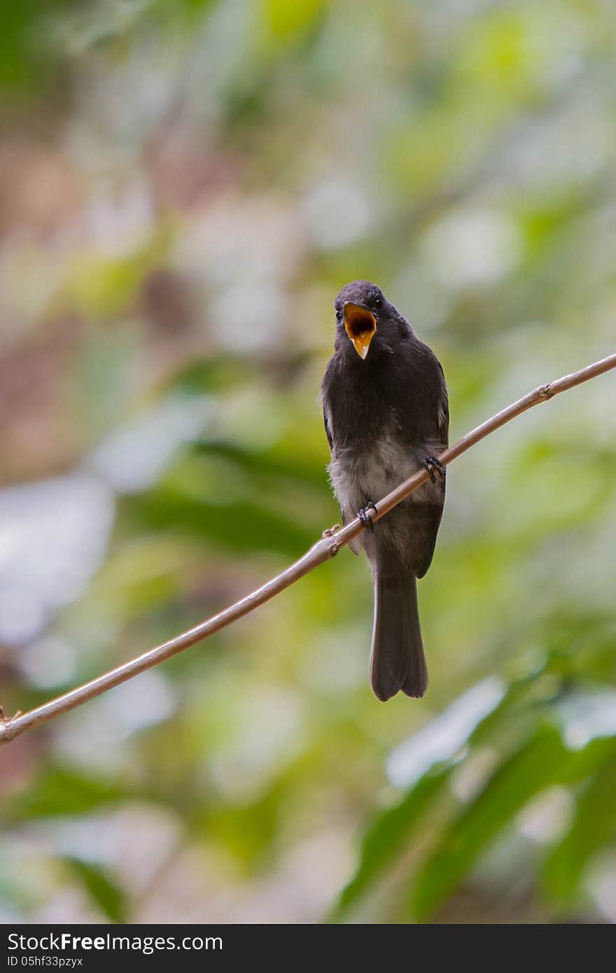 The Black Phoebe, a migrant flycatcher, in Boquete, Panama. The Black Phoebe, a migrant flycatcher, in Boquete, Panama