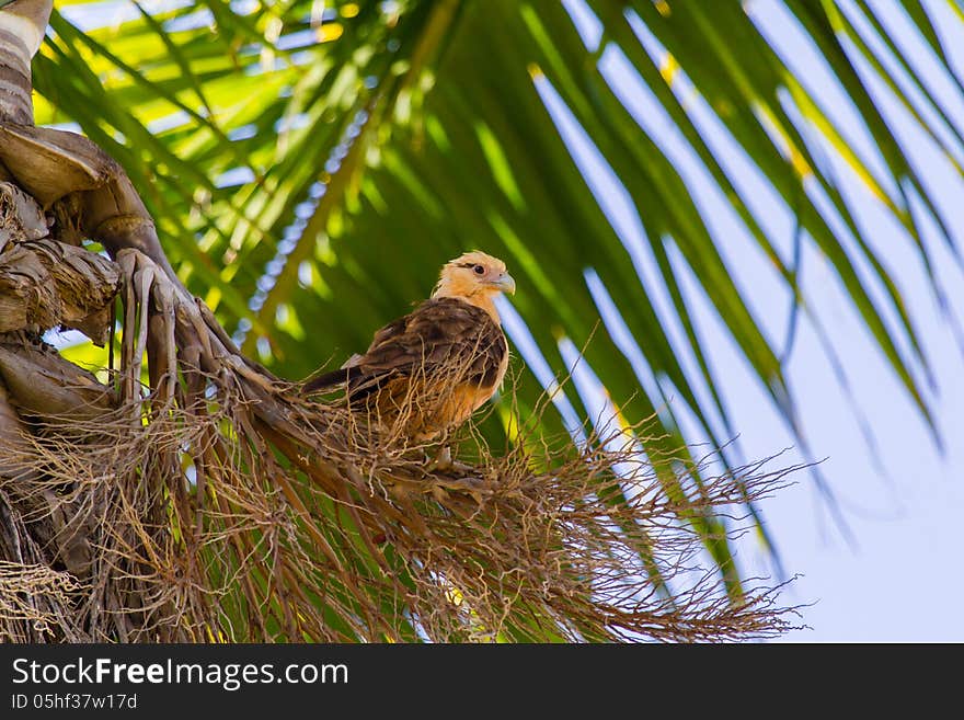 Yellow Headed Caracara In Palm Tree