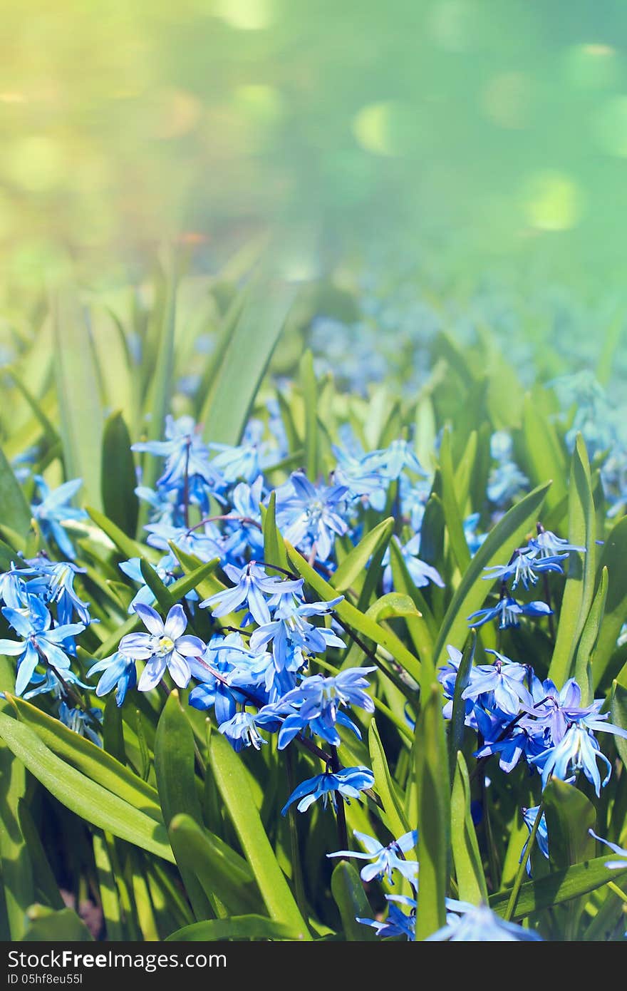 Beautiful spring flowers on the meadow