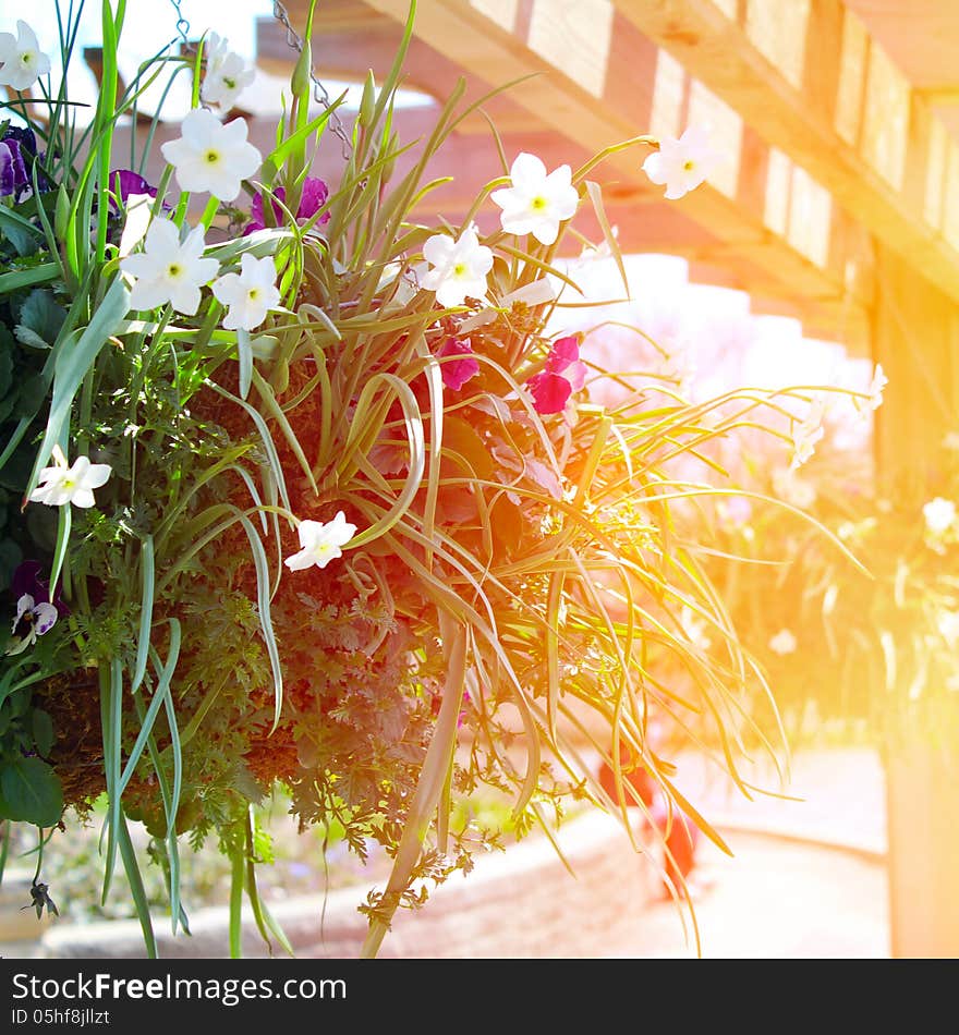 Mixed flowers in a hanging basket.