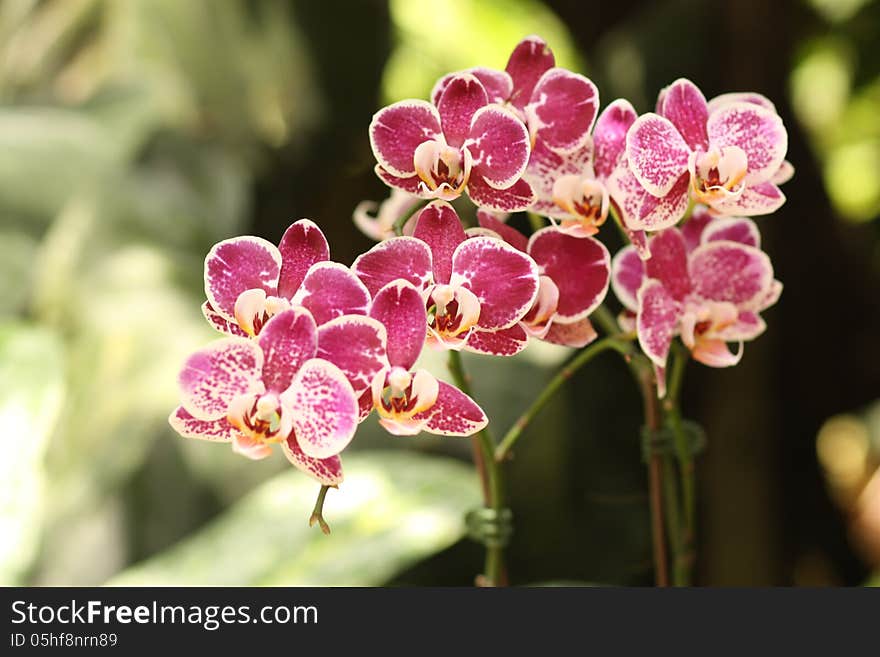 Orchid at botanic garden Singapore