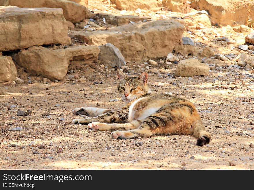 Stray cat in old town Lindos, Rhodes island, Greece