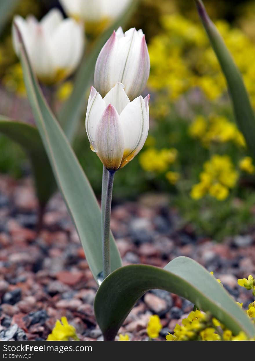 Wild tulips