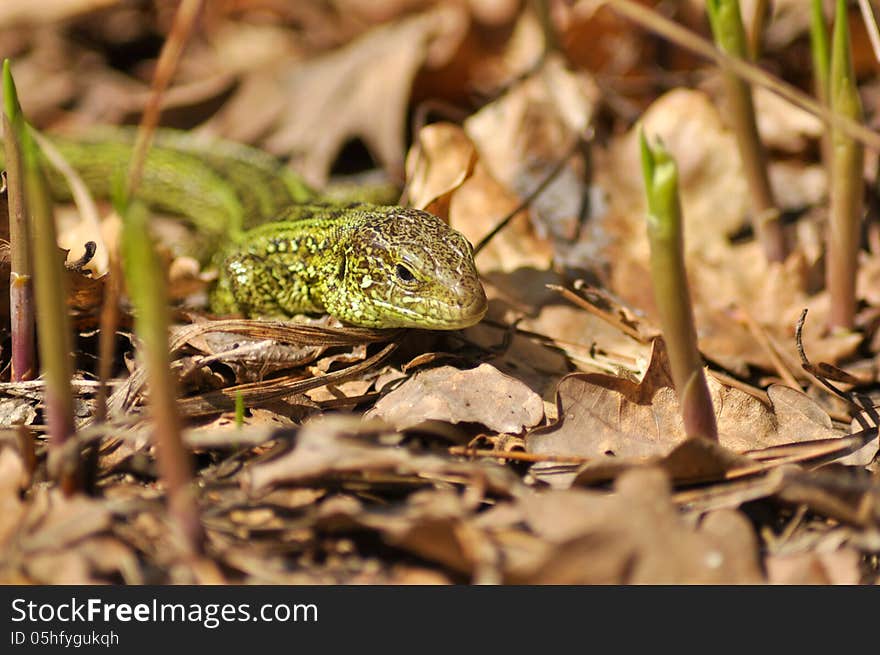 Green lizard &x28;Lacerta viridis&x29;.