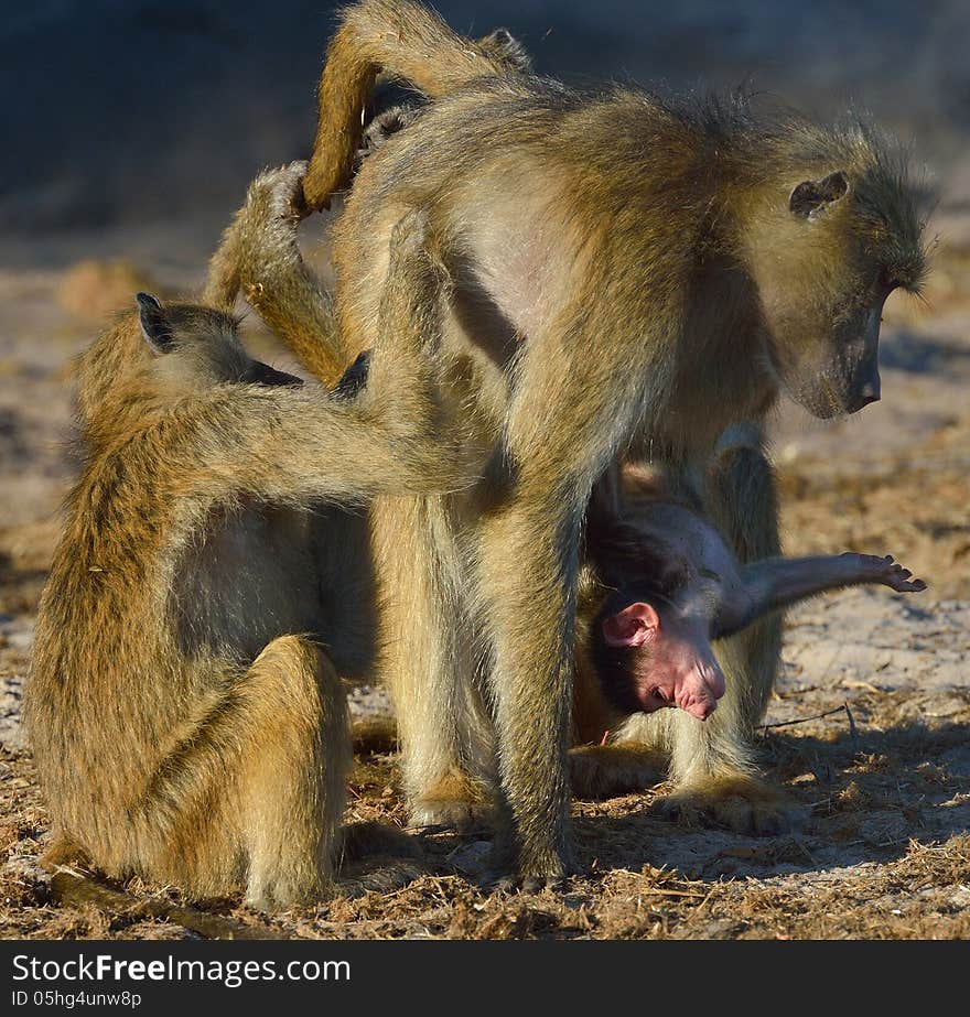 Baboon family grooming with baby hanging on. Baboon family grooming with baby hanging on