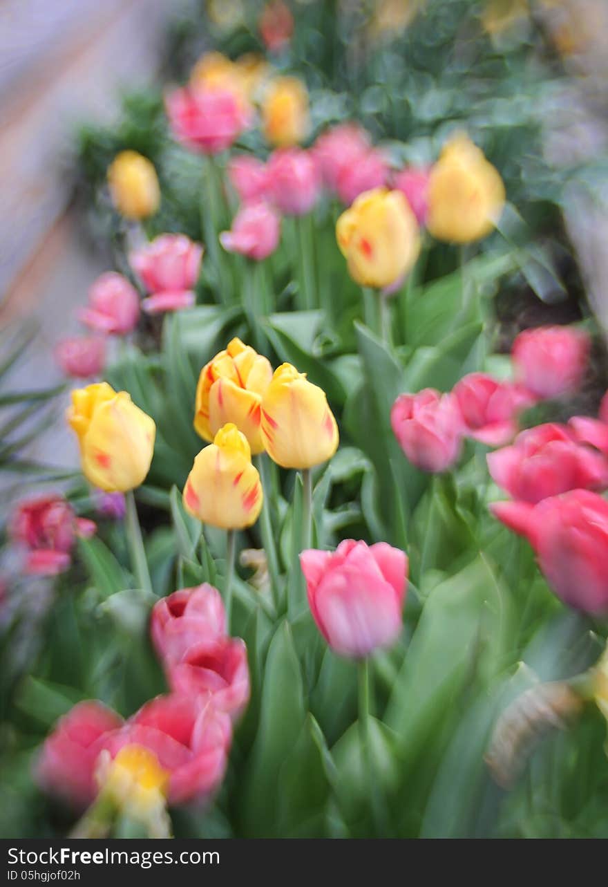 A row of yellow and pink tulips taken with a Lensbaby lens. A row of yellow and pink tulips taken with a Lensbaby lens.