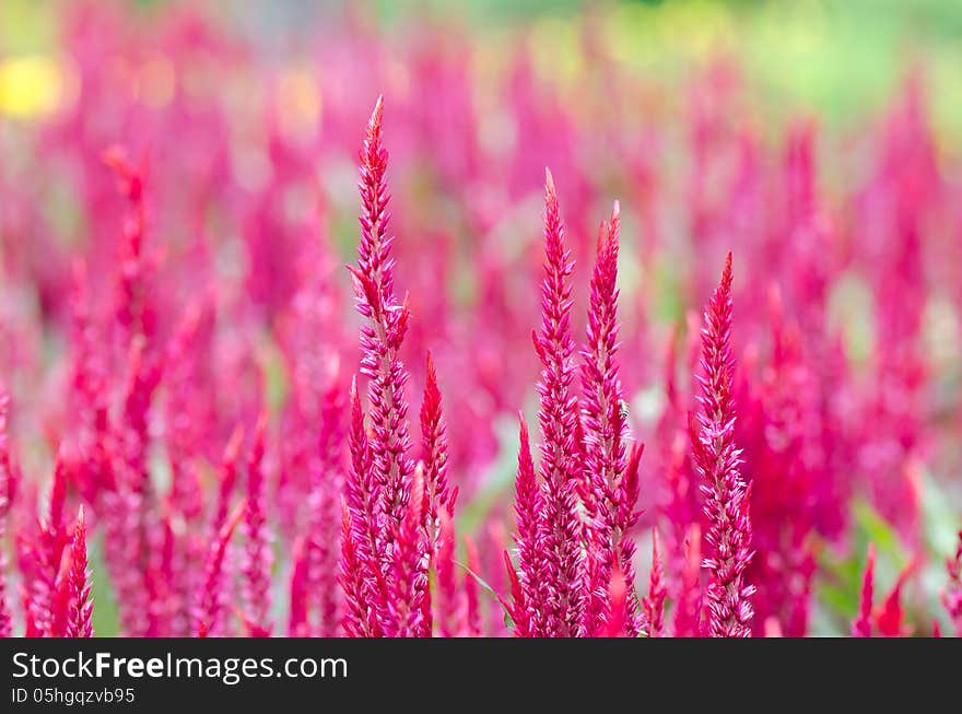 Celosia Argentea Red With Background