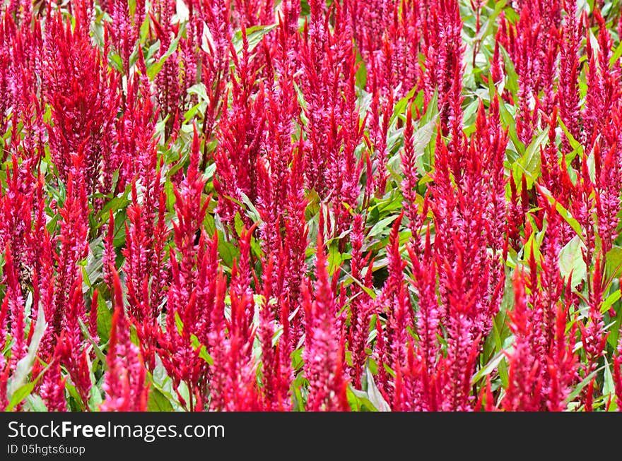 Red argentea celosia in a garden. Red argentea celosia in a garden