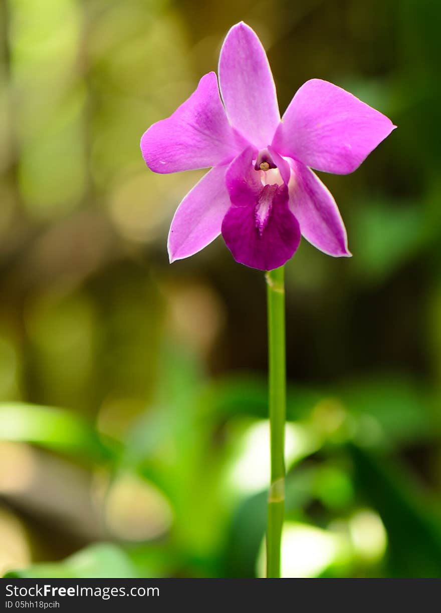 Violet orchid flower alone, Compactum Hybride Pink